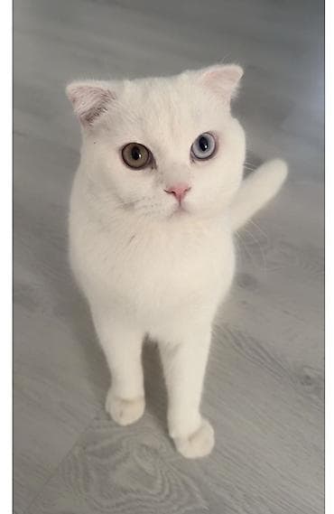 Erkək, Cütləşmə üçün