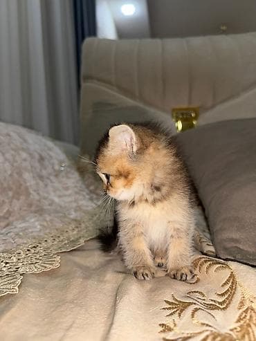 pişiy: Şotland yastı qulaq — 6