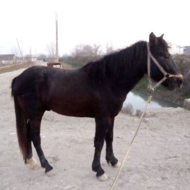 Ножи: Safqan görünüşlü qara rəngli at satılır.dayca Şəki di — 3