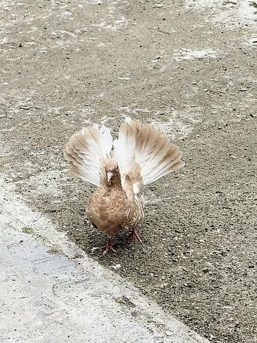 göyərçin: Pablin cinsi goyercinler baladilar cutu 30 manat zehmet olmasa zengle — 3