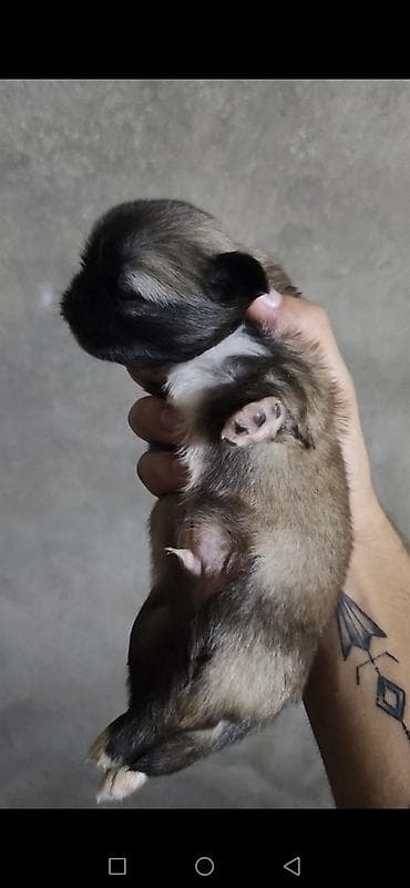 itləe: Pekines, 1 ay, Dişi, Peyvəndli, Ödənişli çatdırılma — 2