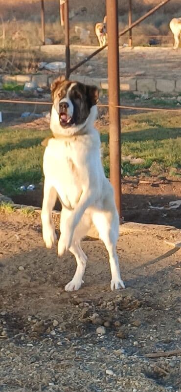 gold şinşila pişik: Qurdbasar, 10 ay, Dişi, Peyvəndli, Pulsuz çatdırılma — 6