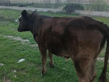 Dana, buzov, Dişi, ay: 10, Ətlik, Ünvandan götürmə, Ödənişli çatdırılma