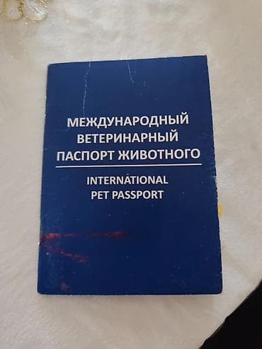 pişik cutləşdirilir: Şotland, Erkək, Cütləşmə üçün — 3