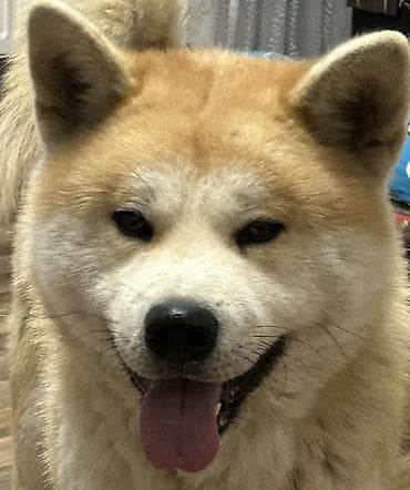 Птицы: Акита-ину, Самец — 1