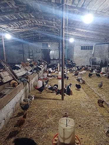 qaz cuceleri: Toyuq cücələri, Ətlik — 6