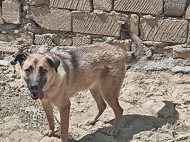 it sekilleri: Alman çoban iti, 11 ay, Dişi — 1
