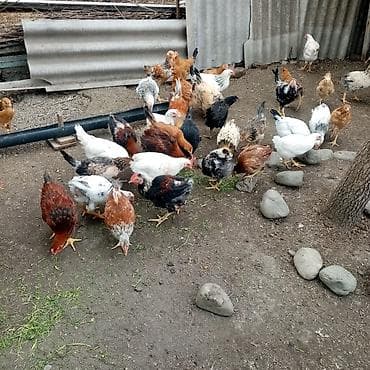 kürd toyuq: Toyuq, Damazlıq — 7