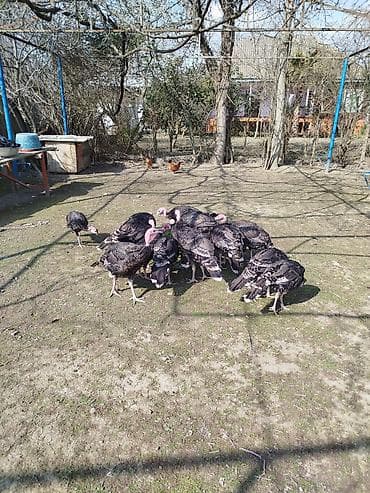 ən gözəl it adları: Erkək, Amerika, Damazlıq — 8