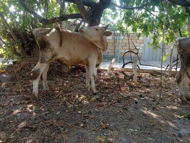 sudluk inekler satışı: Super yeyimgil danalardı — 8