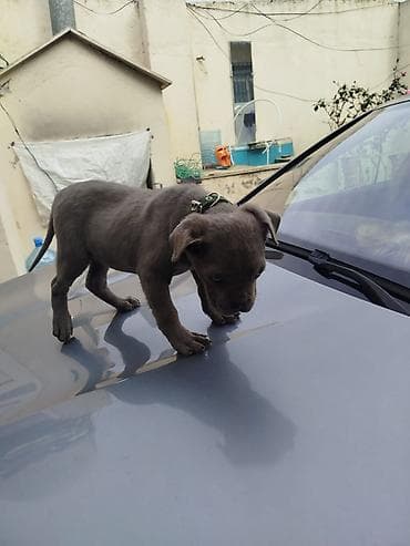 heyvan inek: Amerikan sortu pitbul Boz rəngdə balaca it balası - Cins: qısa tüklü — 5