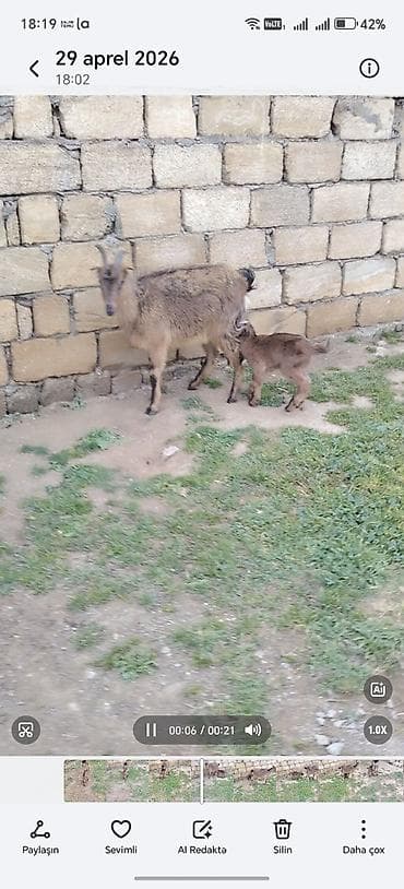Ana bala 1 ci qarna erkey bala ile