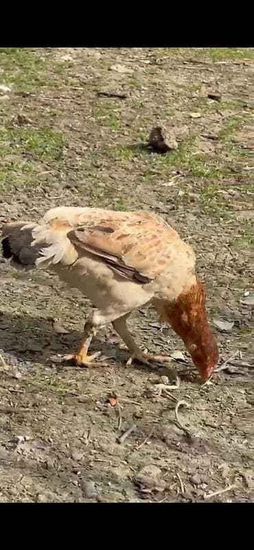 doberman qiyməti: Toyuq cücələri, Ətlik — 3