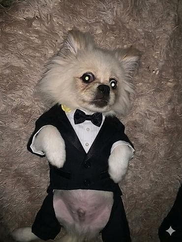 Salam 4aylıqdı temiz itdi ev şerayitinde baxılıb lalafo.az -da Salam 4aylıqdı temiz itdi ev şerayitinde baxılıb