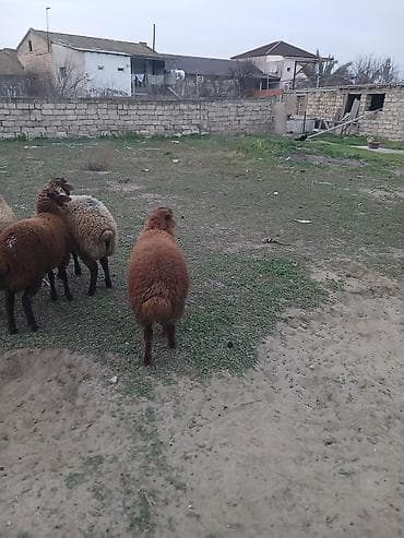 Куры: Quzudular 2 si erkəkdi biri dişi son asaqi yeri cüzi olar — 7