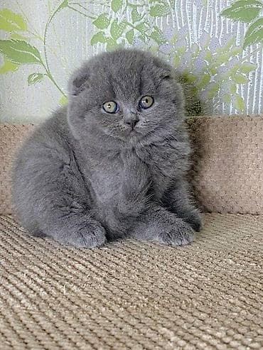 keçi balası: Şotland yastı qulaq, Erkək, Dişi, Yaxşı əllərə, Ödənişli çatdırılma — 4