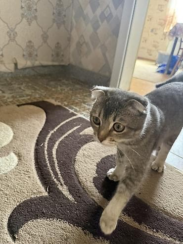 Şotland yastı qulaq, Erkək, Yaxşı əllərə