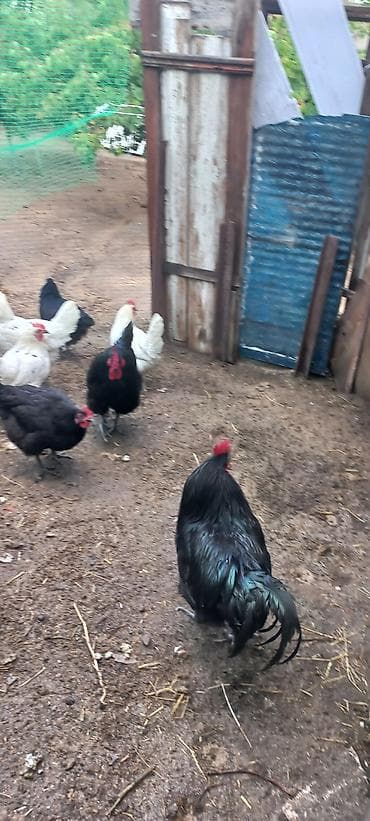 yarasa sekilleri: Toyuq, Australorp, Damazlıq, Ünvandan götürmə — 2