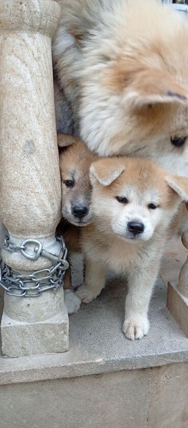 böyüməyə itlər: Akita-inu, 2 ay, Erkek, Ödənişli çatdırılma — 8