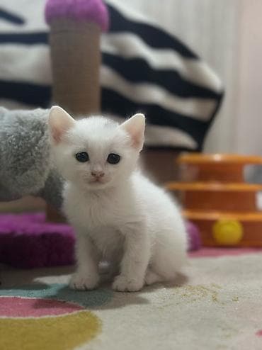 iran pisiyi: Britan, Erkək, Dişi — 3