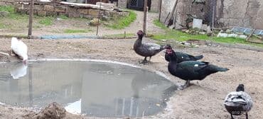 Gəmiricilər: Muscovy ördəkləri (indoutka) – bir neçə rəngdə sürü Salam 5 ədəd Lal — 5