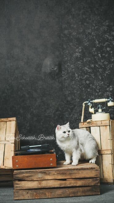 pişik cütləşmə: Britan, Erkək, Cütləşmə üçün — 5