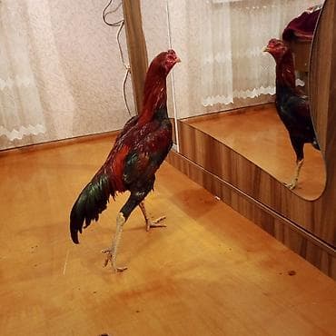 balaca atlar: Təsvir: - Cins: Uzunboylu döyüş tipli xoruz (oyun/Asil tipli görünüş) — 1