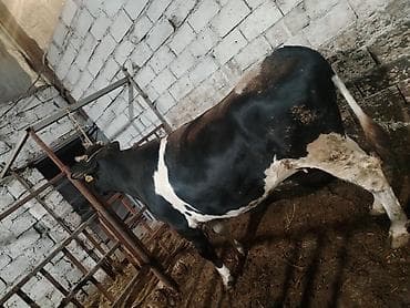 ucuz inek: Inəklər, öküzlər — 8