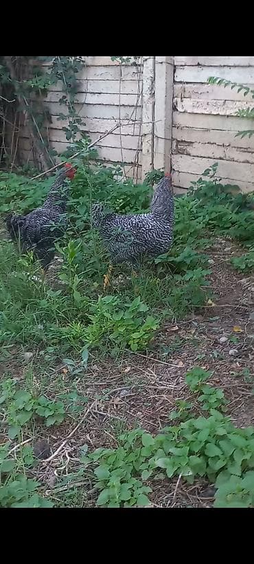 tap. az ov itleri: Xoruz amroks barred 5 aylıq damazlıq satılır bakıya göndermek — 5