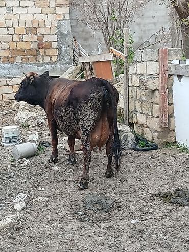 Süd inəyi – yerli qarışıq cins - Rəngi: tünd qəhvəyi-qara - Yaş: orta