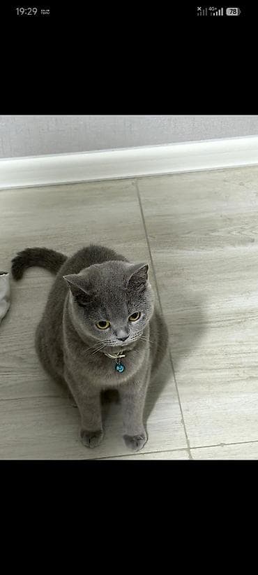 qara pisik sekilleri: Britan, Dişi — 2