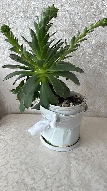 Ev bitkiləri kolleksiyası - Euphorbia milii (Tikanlı tac) – qırmızı