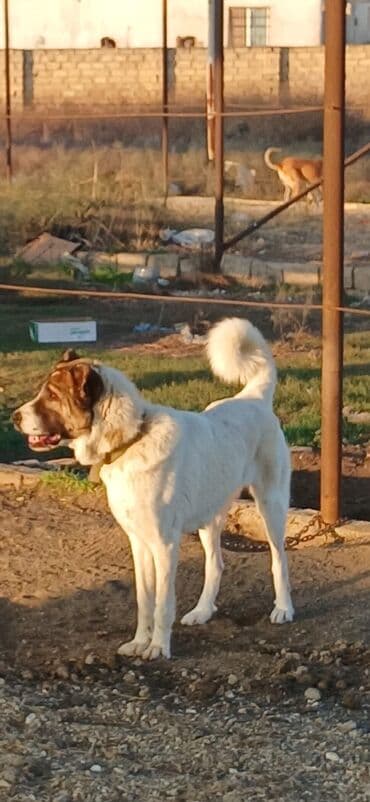 gold şinşila pişik: Qurdbasar, 10 ay, Dişi, Peyvəndli, Pulsuz çatdırılma — 2