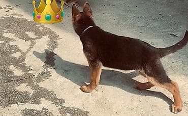 Alman çoban iti, 3 ay, Peyvəndli, Ünvandan götürmə