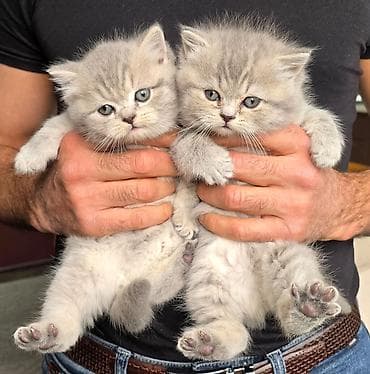 Gəmiricilər: Şotland, Erkək, Dişi, Yaxşı əllərə, Ünvandan götürmə — 4