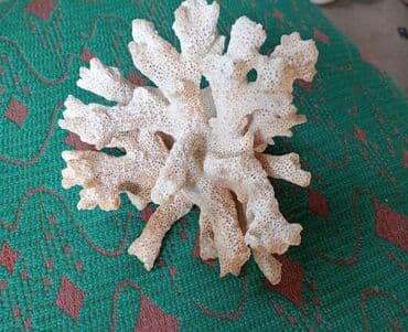 силиконовые формы: 📢 Объявление: 🌊 Натуральный морской коралл – для интерьера или — 1