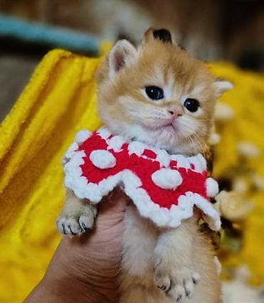 ucuz heyvanlar: Qızıl şinşilla, Erkək, Dişi — 1