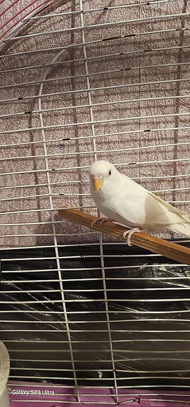 kangal satilik: Albinos dişi bala satılır qiyməti 13 m aşağı yeri yoxdu — 4