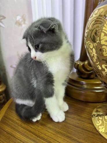 отдам в хорошие руки шотландского вислоухого котенка: Шотладская вислоухая, В добрые руки — 5