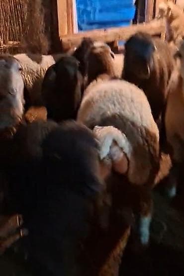 qoyun sortlari: Qoyun sürüsü – ətlik və damazlıq istiqamətə yararlı - Qarışıq rəng və — 2