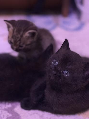 Yaxşı əllərə, Ünvandan götürmə