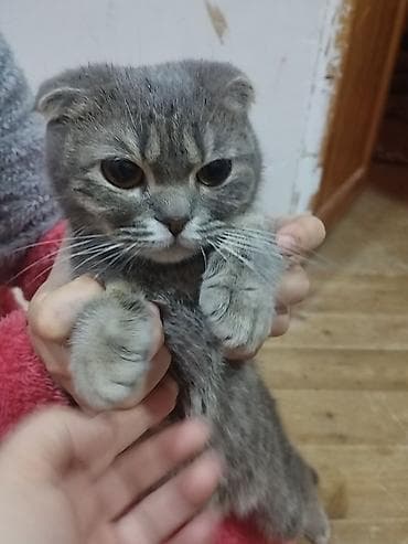 Şotland yastı qulaq, Dişi