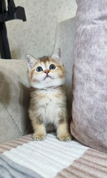 шиншилла кот: Шиншилла, Самец — 1