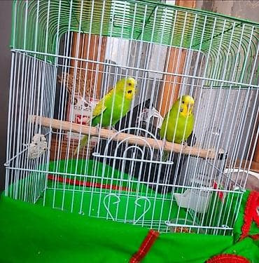 pulsuz heyvan: Məhəbət Quşları Qəfəs yem hammısı bir yerdə #35azn. #0503633110 — 3