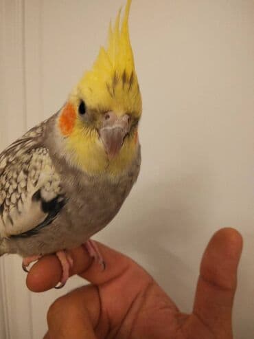 hazır hicablar: Tutuquşu Korella satılır Salam adı chipsidi öz qusumdu balacaliqdan — 3