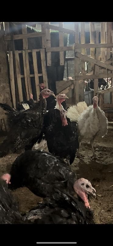 Atlar: Məhsul: Hind quşlar Amerikan bronz (150ədəd) Təsvir: - Şəkildəki kimi — 2