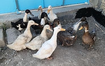 cins toyuqlarin satisi: 10 ədəd ördek satılır 8 dişi 2 ərkək ördəklərdi son — 1