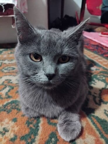 котята в баку бесплатно 2020: Шотландская, Самка, Бесплатная доставка — 3