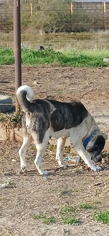 it zəncir: Qurdbasar, 4 il, Dişi — 7