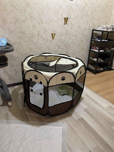 tüklü itlər: Pekines, 2 ay, Dişi, Ödənişli çatdırılma — 3